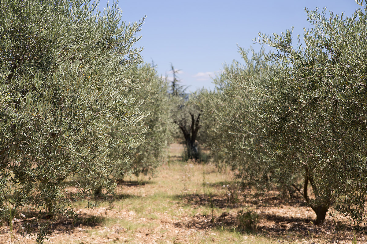 olive-trees